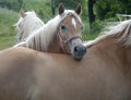 Haflinger horses III Royalty Free Stock Photo