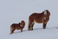 Haflinger horses, mare and foal, in meadows full of snow Royalty Free Stock Photo