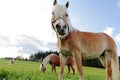 Haflinger horses on the meadow
