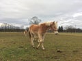 Haflinger horses