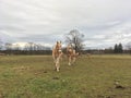 Haflinger horses