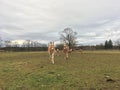 Haflinger horses