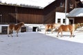 Ski resort with beautiful haflinger horses in the snow Royalty Free Stock Photo