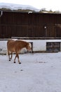 Ski resort with beautiful haflinger horses in the snow Royalty Free Stock Photo