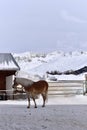 Ski resort with beautiful haflinger horses in the snow Royalty Free Stock Photo