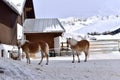 Ski resort with beautiful haflinger horses in the snow Royalty Free Stock Photo