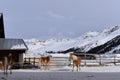 Ski resort with beautiful haflinger horses in the snow Royalty Free Stock Photo