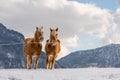 Two Haflinger horses on the winter meadow and mountain peaks on background