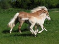 Beautiful Mare and Foal Royalty Free Stock Photo