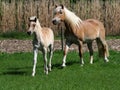 Beautiful Mare and Foal Royalty Free Stock Photo