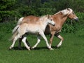 Beautiful Mare and Foal Royalty Free Stock Photo