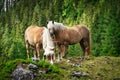 Haflinger Mountain Horse Royalty Free Stock Photo