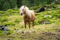 Haflinger Mountain Horse Royalty Free Stock Photo