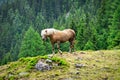 Haflinger Mountain Horse Royalty Free Stock Photo