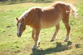 Haflinger Pony Royalty Free Stock Photo
