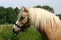 Haflinger pony Royalty Free Stock Photo
