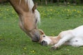 Haflinger pony mare with foal
