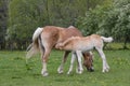 Haflinger pony mare with foal Royalty Free Stock Photo