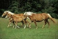 Haflinger Pony, Mares and Foals, Herd Trotting through Meadow Royalty Free Stock Photo