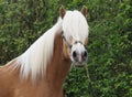 Haflinger Stallion Headshot