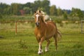 Haflinger troting across a meadow Royalty Free Stock Photo