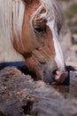 Haflinger at the Watering place Royalty Free Stock Photo