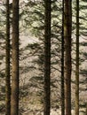Hafren Forest, Llanidloes