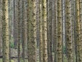 Hafren Forest, Llanidloes