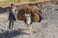 Young man with a donkey laden with harvested crops