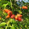 Hagebutte,hagebutte, Rose hip, the healthy fruits of the rose, likes to drink as a tea a versatile medicinal plant Royalty Free Stock Photo