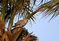 Hagedisbuizerd, Lizard Buzzard, Kaupifalco monogrammicus Royalty Free Stock Photo