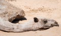 Haggard camel lies on sand.
