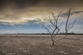 Haggard tree On dry land