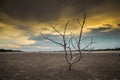 Haggard tree On dry land Royalty Free Stock Photo