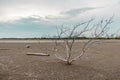 Haggard tree On dry land