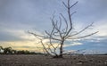 Haggard tree On dry land Royalty Free Stock Photo