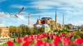 Hagia Sophia at day