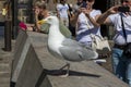 People photograph a large sea gull on the street of The Hague