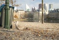 The Hague, The Netherlands - November 10, 2020: A seagull walks to a dumpster, no people, Covid-19 pandemic. . The Netherlands