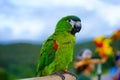 Hahn Macaw parrot