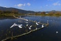 Haigeng wetland park landscape with black headed gull in winter