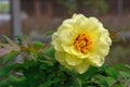 Haihuang Peony Paeonia suffruticosa Andr.