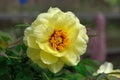 Haihuang Peony Paeonia suffruticosa Andr.