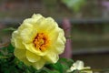 Haihuang Peony Paeonia suffruticosa Andr. Royalty Free Stock Photo