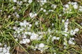 Hail crystal white balls laying in the grass after a hailstorm Royalty Free Stock Photo