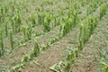 Hail damage on maize Royalty Free Stock Photo