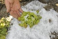 Hail damage in salad crops Royalty Free Stock Photo