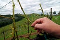 Hail damage in a vineyard