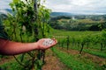 Hail damage in a vineyard