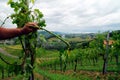 Hail damage in a vineyard